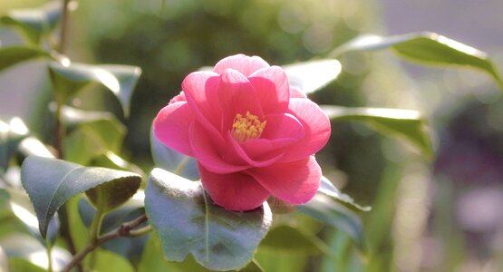 Kamelienblüte , Italien , Blume | © Mammiya auf Pixabay