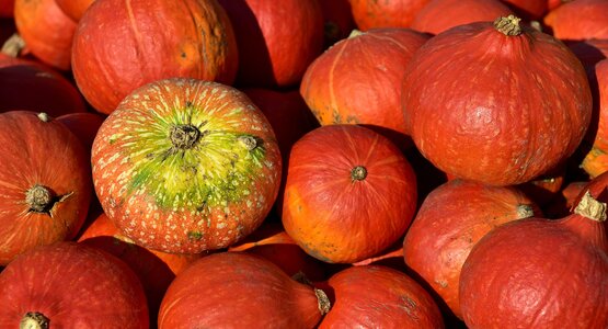 Kübisse , herbst , markt | © hokkaido-pumpkin- ulleo_Pixabay