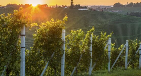 Weinreben Steiermark Herbst Sonne Sonnenuntergang | © Steiermark Tourismus, Wolfgang Jauk