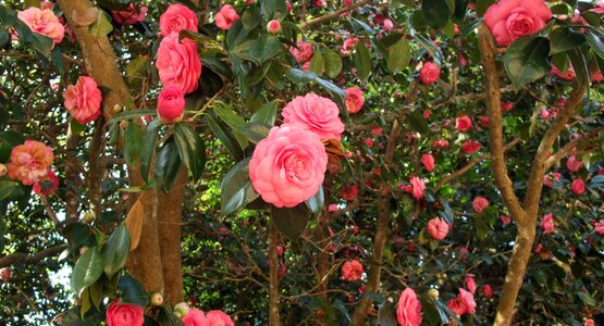Kamelie Camelia Blumen Garten | © Hermine Haschka