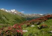 Val di sole | © (c) Turismo val di Sole.jpg Blumen, Wiese, Berge | © (c) Turismo val di Sole.jpg