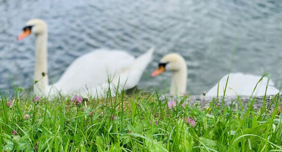 Schwann,Wiese,See | © (c) Tanja Tripold1