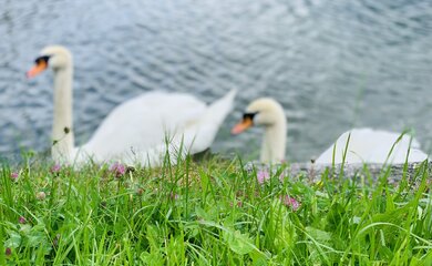 Schwann,Wiese,See | © (c) Tanja Tripold1