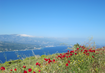 Samos 1 | © (c) Brigitte Grüner Meer,Blumen,Wiese | © (c) Brigitte Grüner