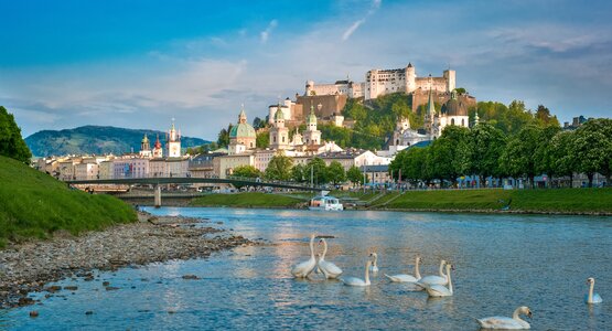 Schwan, Fluss,Bäume | ©  (c) Salzburg Tourismus