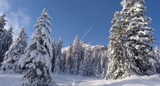 Schnee, Bäume, Wald | © (C) Manuela Strasser