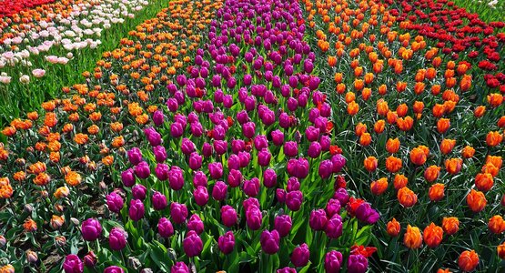 Tulpen,Feld,Blumen | © (c)Pixabay_Tulpenfeld