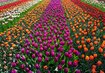 Tulpenfeld | © (c)Pixabay_Tulpenfeld Tulpen,Feld,Blumen | © (c)Pixabay_Tulpenfeld