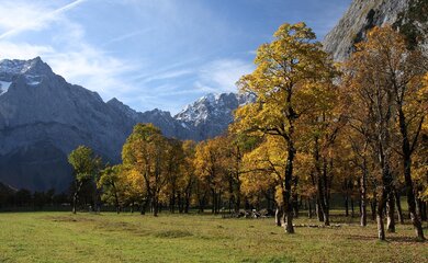 Bäume,Wald,Berge | © mountains-5699552_1280