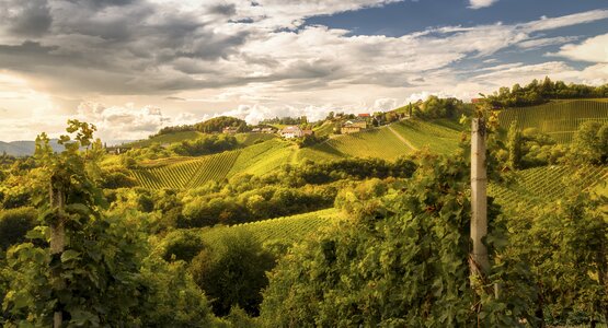 Weinreben, Himmel, Wolken | © (C) Steiermark Tourismus, Wolfgang Jauk (2)