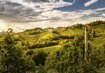 Weinreben, Himmel, Wolken | © (C) Steiermark Tourismus, Wolfgang Jauk (2)