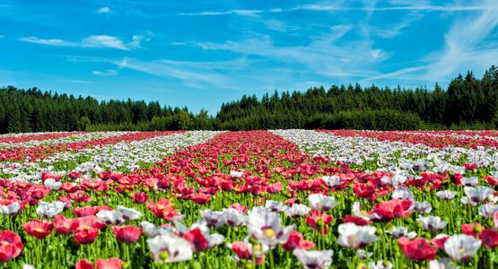 Tulpen, Feld, Blumen | © Mohnblüten Waldviertel (C) tuku auf Pixabay