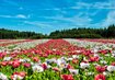 Tulpen, Feld, Blumen | © Mohnblüten Waldviertel (C) tuku auf Pixabay