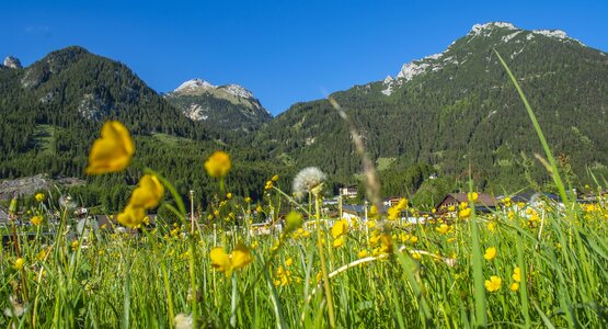 Berge, Wiese, Blumen, Blauhimmel | © Achensee Region (C) Valdas Miskinis auf Pixabay