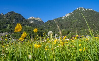 Berge, Wiese, Blumen, Blauhimmel | © Achensee Region (C) Valdas Miskinis auf Pixabay