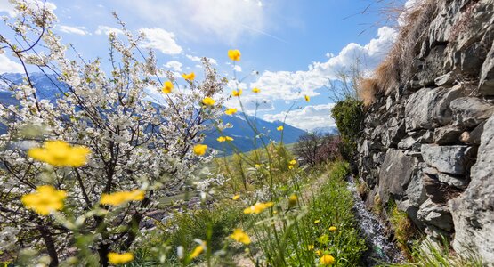Blumen,Berge,Wiese | ©  Vinschgau Marketing-Frieder Blickle