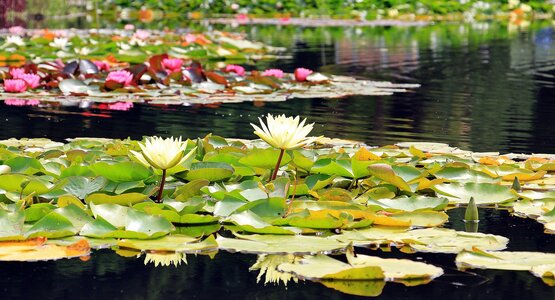 Seerosen Teich Wasser Pflanze Blüten | © Pixabay