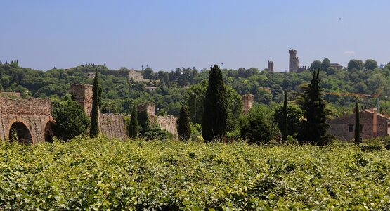 Valeggio sul Mincio Italien Gardasee Süden Weingärten | © Pixabay