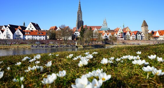 Wiese,Blume,Stadt | © ulm-1173800_1280