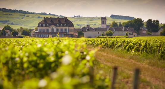 Weinfeld,Häuser,Weinlandschaft | © Beaune Tourisme