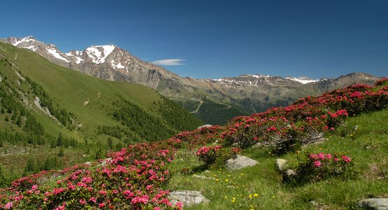 Blumen, Wiese, Berge | ©  (c) Turismo val di Sole.jpg