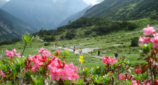Wanderer,Berge,Blumen | © 15 Abstieg