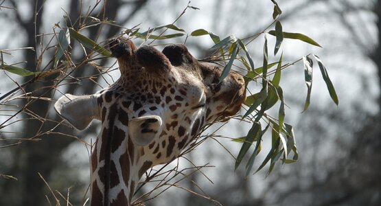 Tierpark München Tagesfahrt München City | © Corinna Behrens_pixabay