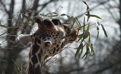Tierpark München Tagesfahrt München City | © Corinna Behrens_pixabay