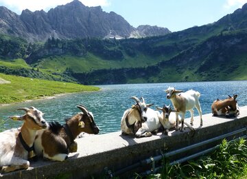 Tannheimertal Tannheim Tal Tirol Bayern | © pixabay