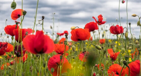 Gmünd Waldviertel Mohnblüte Mohn Blume Niederösterreich  | © pixabay