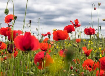 Gmünd Waldviertel Mohnblüte Mohn Blume Niederösterreich  | © pixabay