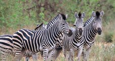 Südafrika Afrika Zebra Tiere | © Florian Pienz